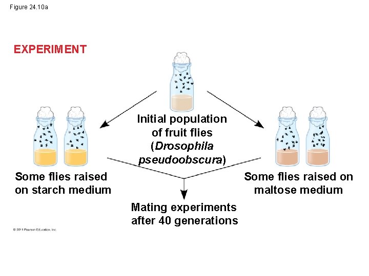 Figure 24. 10 a EXPERIMENT Initial population of fruit flies (Drosophila pseudoobscura) Some flies
