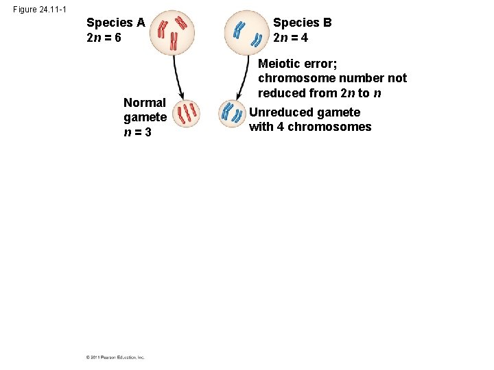 Figure 24. 11 -1 Species A 2 n = 6 Normal gamete n=3 Species