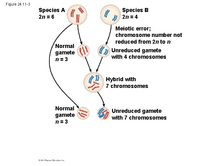 Figure 24. 11 -3 Species A 2 n = 6 Normal gamete n=3 Species