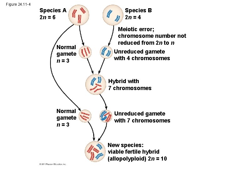 Figure 24. 11 -4 Species A 2 n = 6 Normal gamete n=3 Species