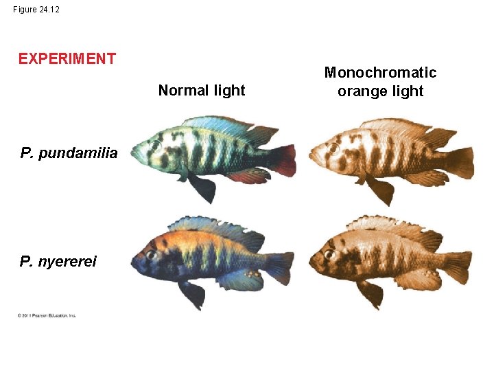 Figure 24. 12 EXPERIMENT Normal light P. pundamilia P. nyererei Monochromatic orange light 