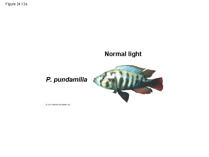 Figure 24. 12 a Normal light P. pundamilia 