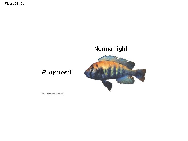 Figure 24. 12 b Normal light P. nyererei 