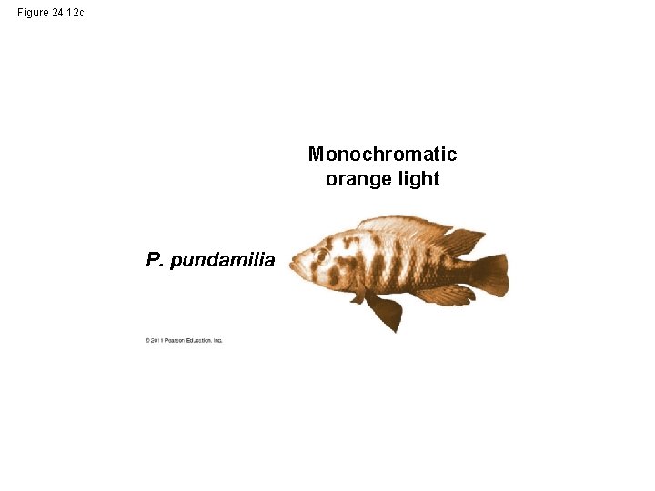 Figure 24. 12 c Monochromatic orange light P. pundamilia 