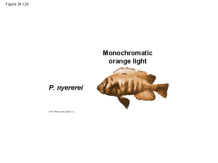 Figure 24. 12 d Monochromatic orange light P. nyererei 