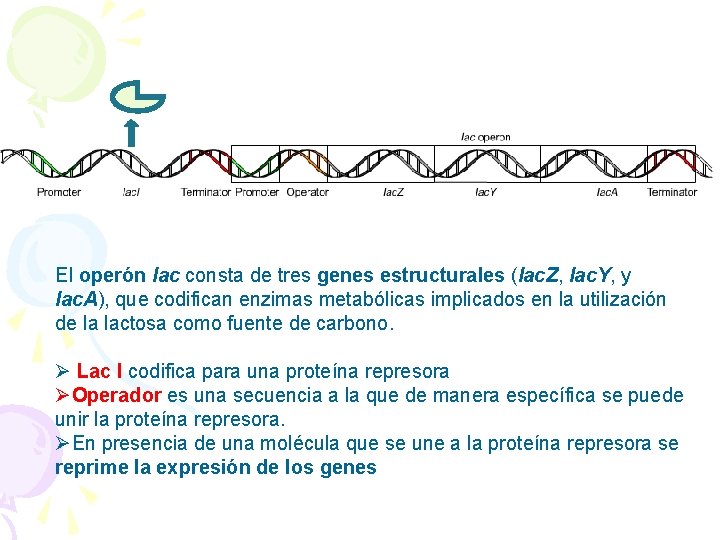 El operón lac consta de tres genes estructurales (lac. Z, lac. Y, y lac.