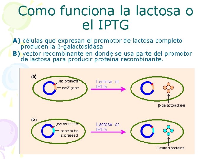 Como funciona la lactosa o el IPTG A) células que expresan el promotor de
