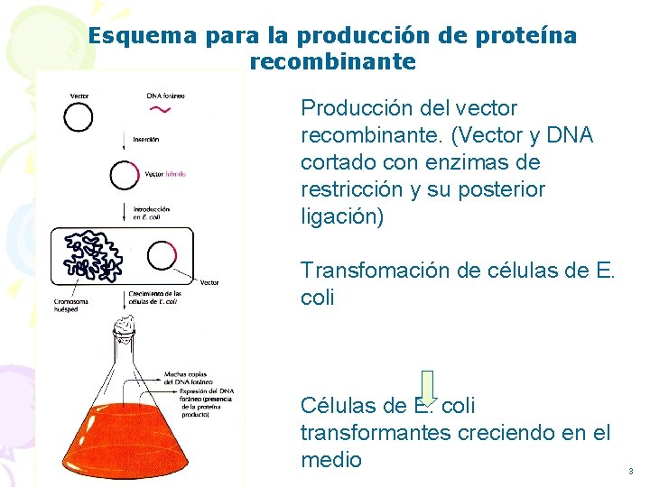 Esquema para la producción de proteína recombinante Producción del vector recombinante. (Vector y DNA