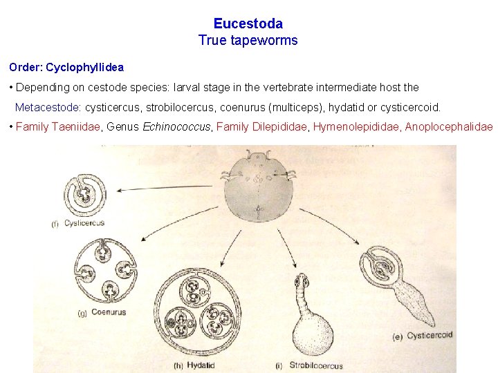 Eucestoda True tapeworms Order: Cyclophyllidea • Depending on cestode species: larval stage in the