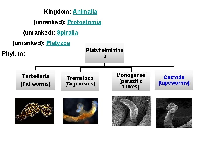 Kingdom: Animalia (unranked): Protostomia (unranked): Spiralia (unranked): Platyzoa Phylum: Turbellaria (flat worms) Platyhelminthe s