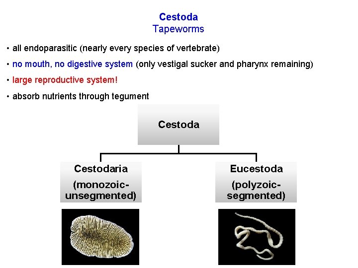 Cestoda Tapeworms • all endoparasitic (nearly every species of vertebrate) • no mouth, no