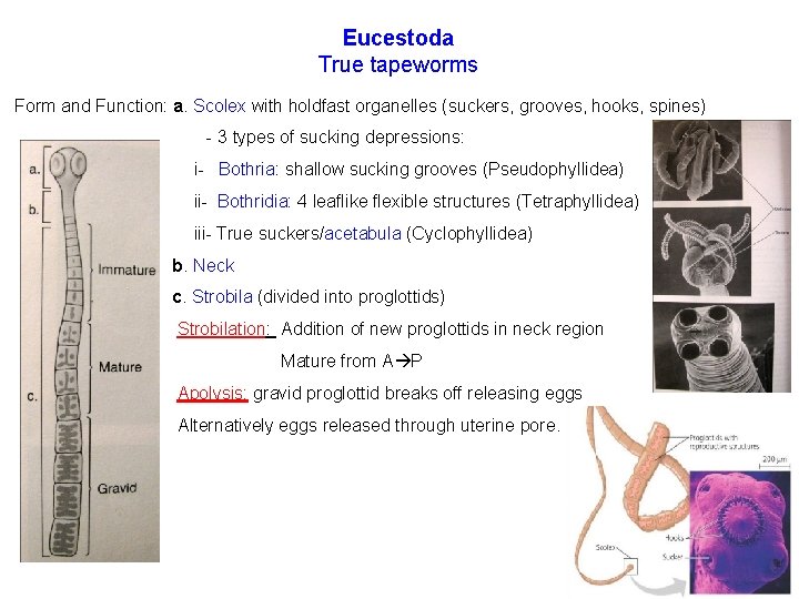 Eucestoda True tapeworms Form and Function: a. Scolex with holdfast organelles (suckers, grooves, hooks,