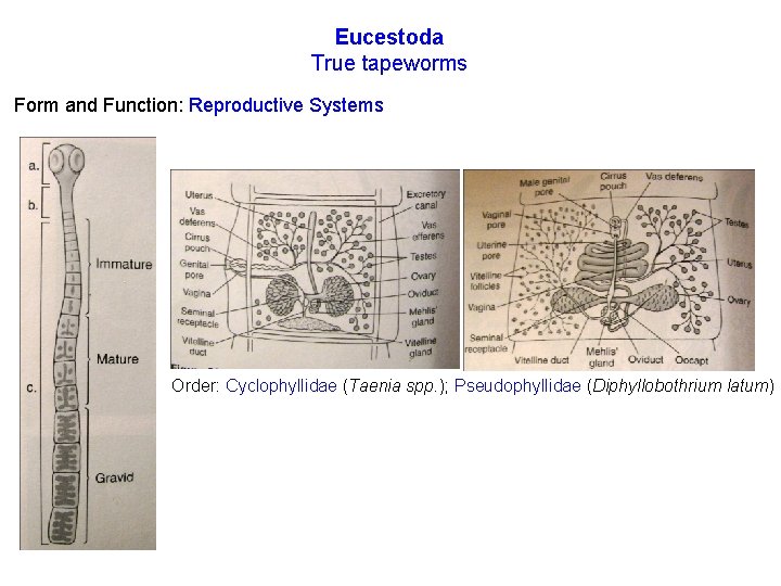 Eucestoda True tapeworms Form and Function: Reproductive Systems Order: Cyclophyllidae (Taenia spp. ); Pseudophyllidae
