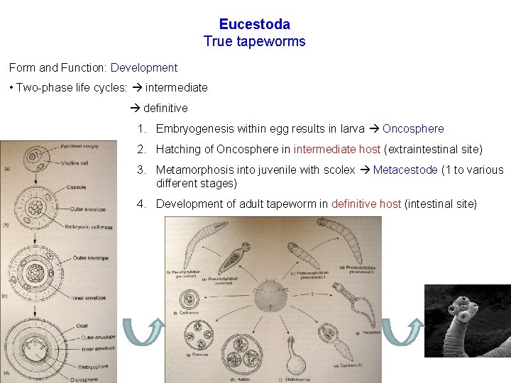 Eucestoda True tapeworms Form and Function: Development • Two-phase life cycles: intermediate definitive 1.