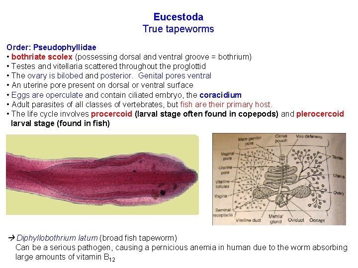 Eucestoda True tapeworms Order: Pseudophyllidae • bothriate scolex (possessing dorsal and ventral groove =