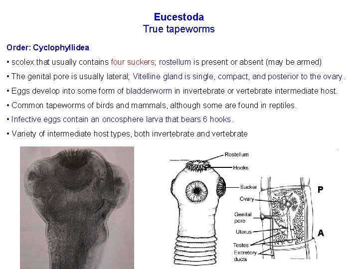 Eucestoda True tapeworms Order: Cyclophyllidea • scolex that usually contains four suckers; rostellum is