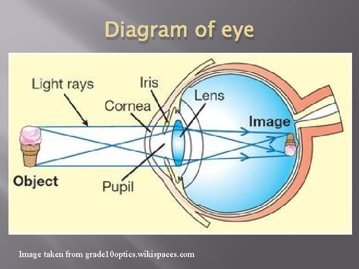 Diagram of eye Image taken from grade 10 optics. wikispaces. com 