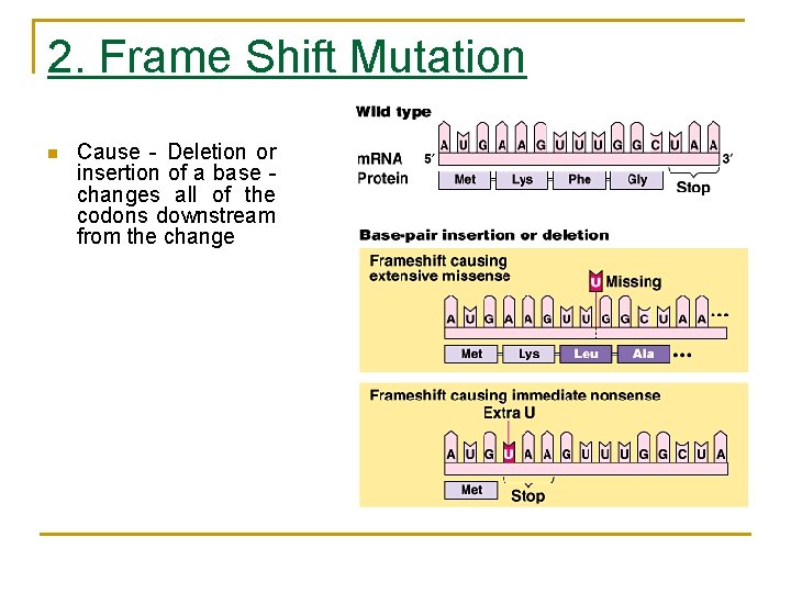 2. Frame Shift Mutation n Cause - Deletion or insertion of a base -