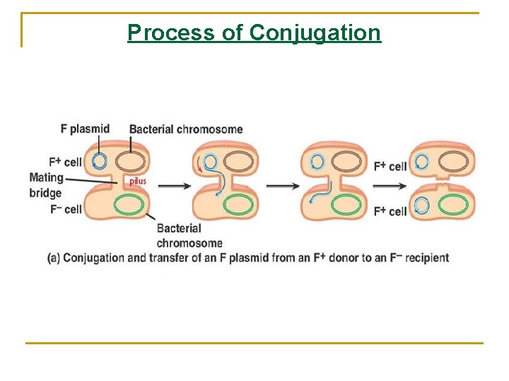 Process of Conjugation 