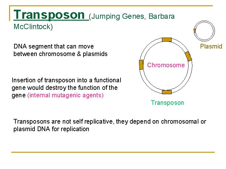 Transposon (Jumping Genes, Barbara Mc. Clintock) DNA segment that can move between chromosome &