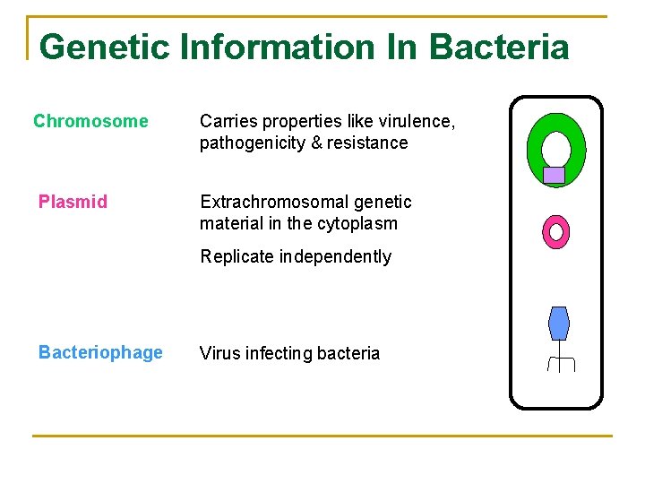 Genetic Information In Bacteria Chromosome Plasmid Carries properties like virulence, pathogenicity & resistance Extrachromosomal