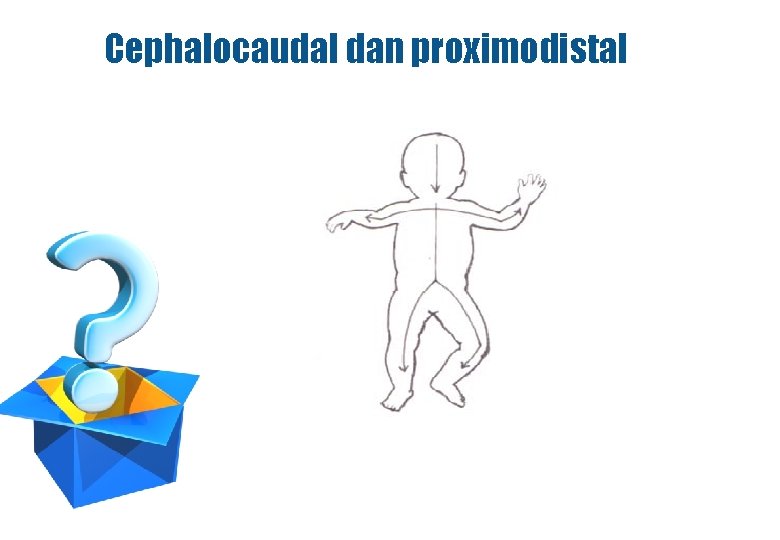 Cephalocaudal dan proximodistal 