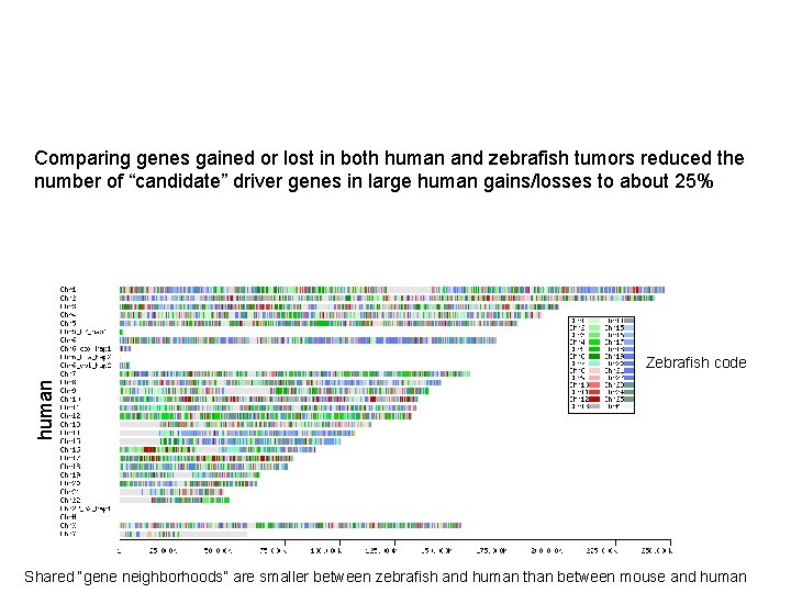 Comparing genes gained or lost in both human and zebrafish tumors reduced the number
