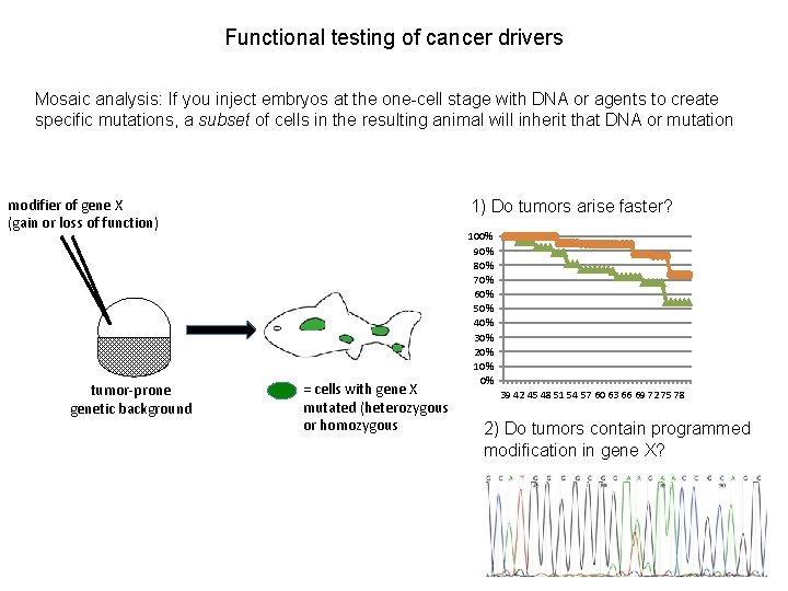 Functional testing of cancer drivers Mosaic analysis: If you inject embryos at the one-cell
