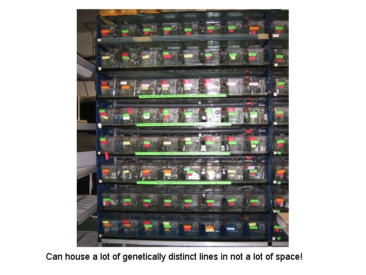 Can house a lot of genetically distinct lines in not a lot of space!