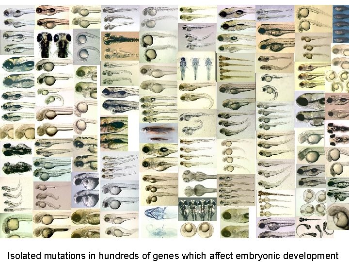 Isolated mutations in hundreds of genes which affect embryonic development 