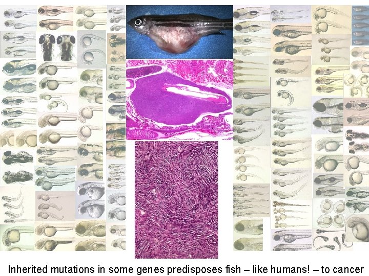 Inherited mutations in some genes predisposes fish – like humans! – to cancer 