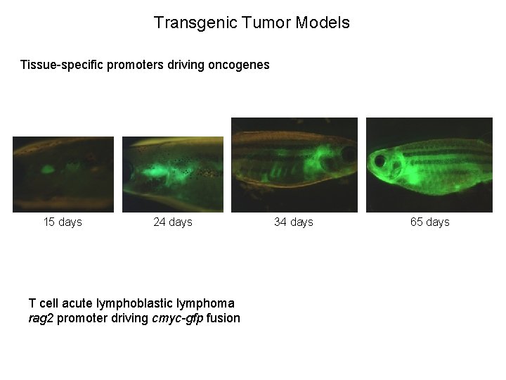 Transgenic Tumor Models Tissue-specific promoters driving oncogenes 15 days 24 days T cell acute