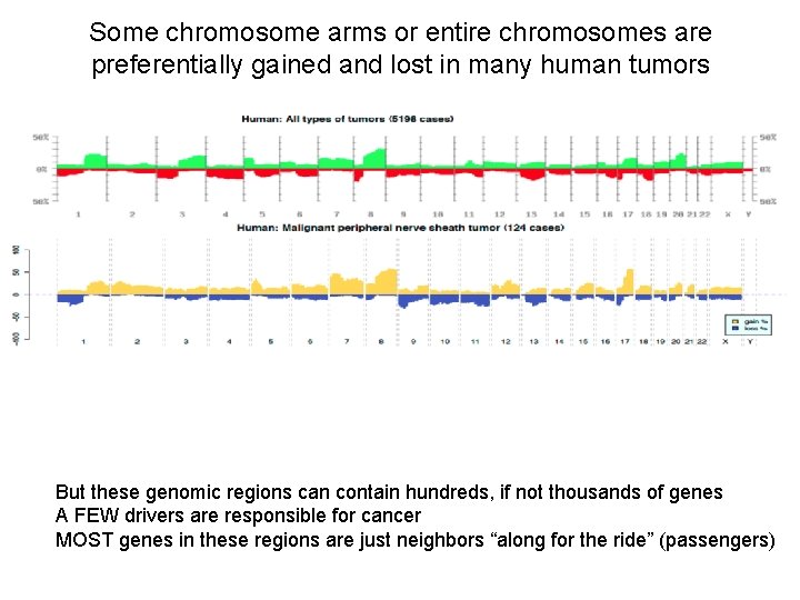 Some chromosome arms or entire chromosomes are preferentially gained and lost in many human