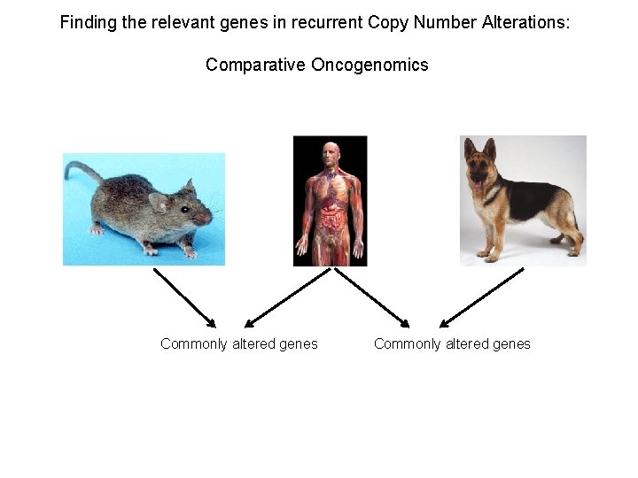 Finding the relevant genes in recurrent Copy Number Alterations: Comparative Oncogenomics Commonly altered genes