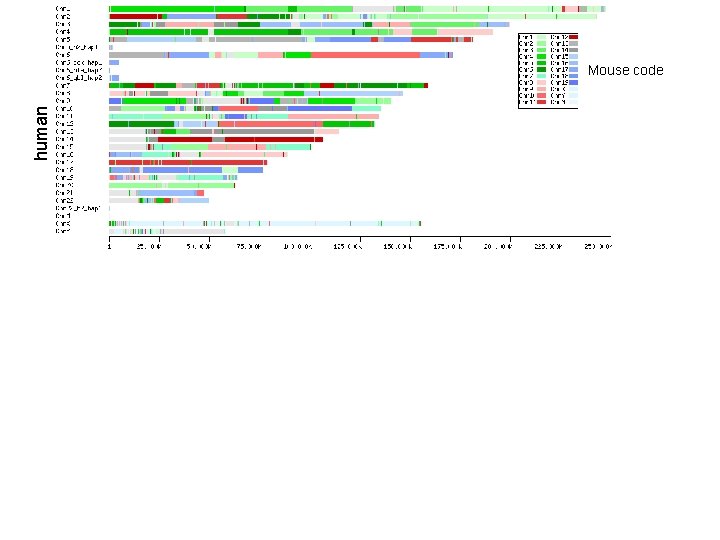 human Mouse code 