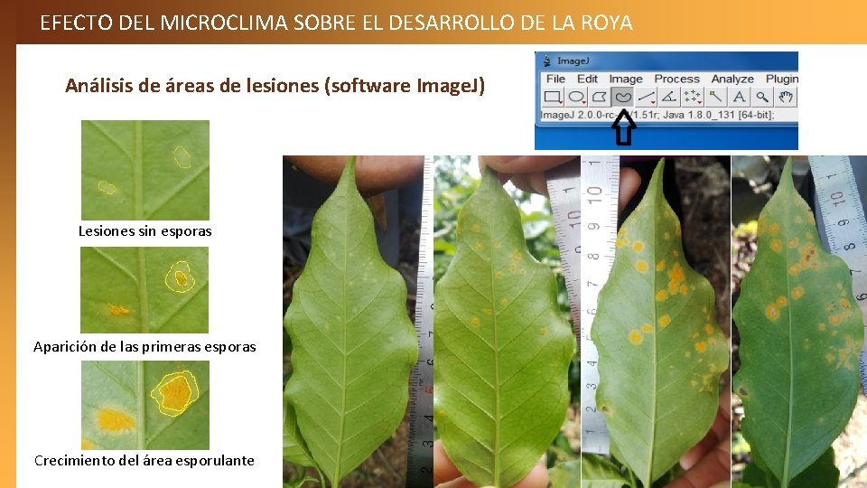 EFECTO DEL MICROCLIMA SOBRE EL DESARROLLO DE LA ROYA Análisis de áreas de lesiones