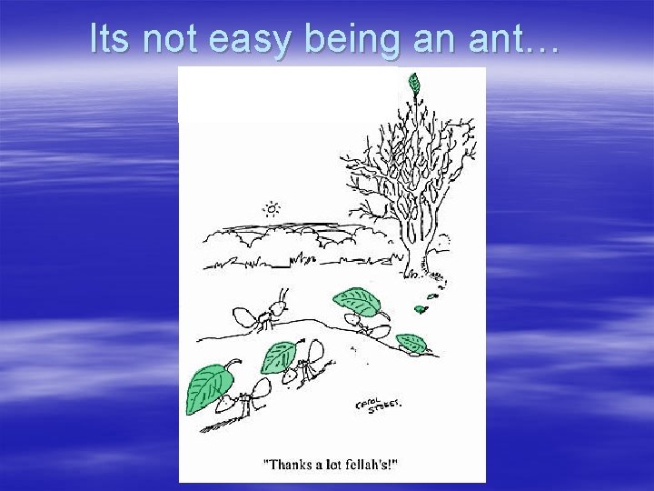 Its not easy being an ant… 