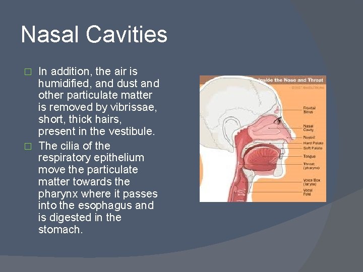Nasal Cavities In addition, the air is humidified, and dust and other particulate matter