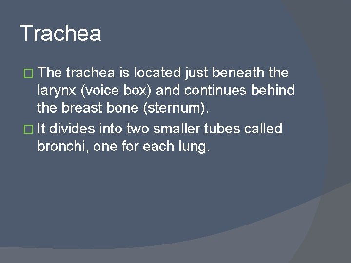 Trachea � The trachea is located just beneath the larynx (voice box) and continues