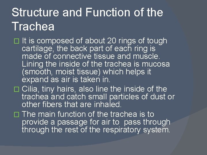 Structure and Function of the Trachea It is composed of about 20 rings of