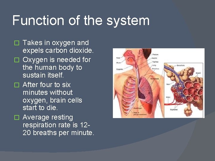 Function of the system Takes in oxygen and expels carbon dioxide. � Oxygen is