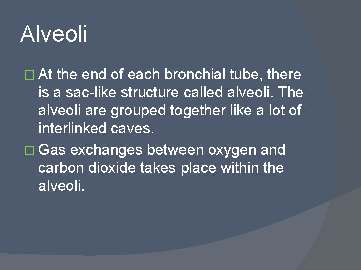 Alveoli � At the end of each bronchial tube, there is a sac-like structure