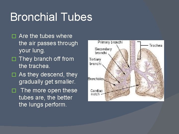 Bronchial Tubes Are the tubes where the air passes through your lung. � They