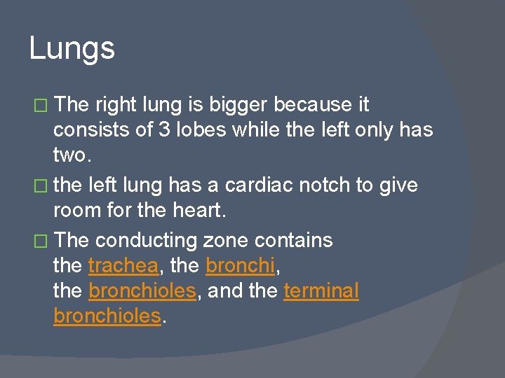 Lungs � The right lung is bigger because it consists of 3 lobes while