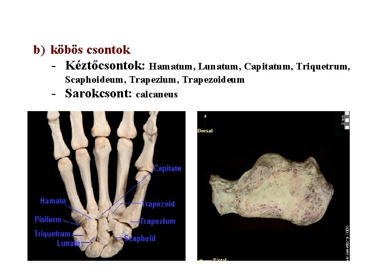 b) köbös csontok - Kéztőcsontok: Hamatum, Lunatum, Capitatum, Triquetrum, - Scaphoideum, Trapezium, Trapezoideum Sarokcsont:
