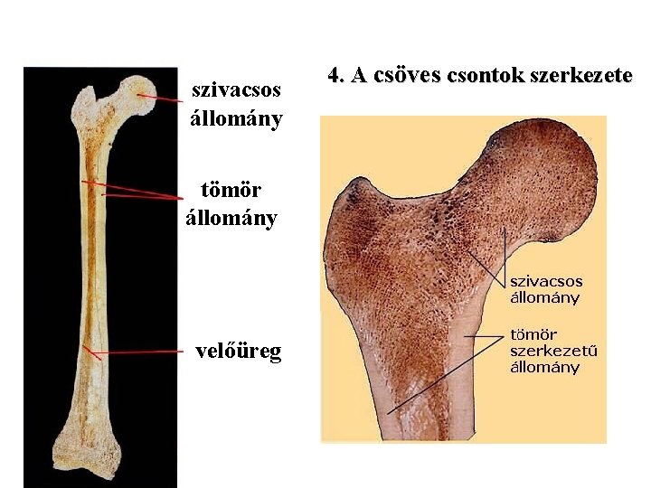 szivacsos állomány tömör állomány velőüreg 4. A csöves csontok szerkezete 