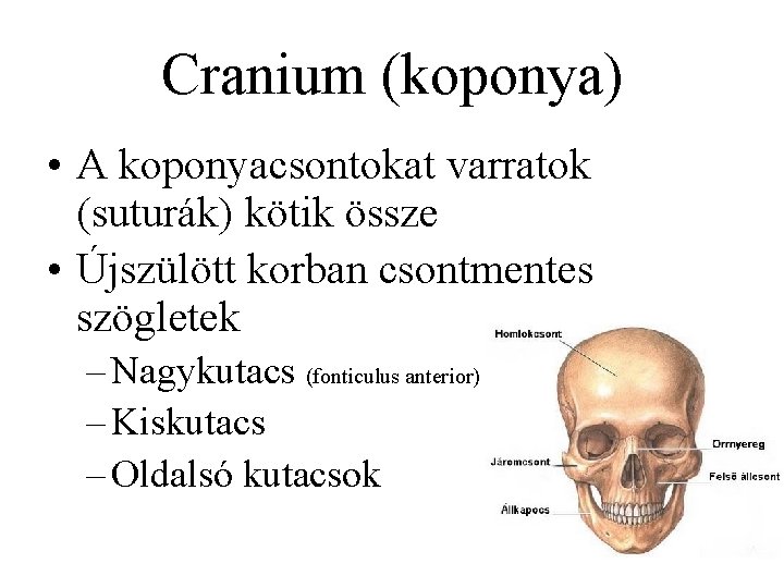 Cranium (koponya) • A koponyacsontokat varratok (suturák) kötik össze • Újszülött korban csontmentes szögletek