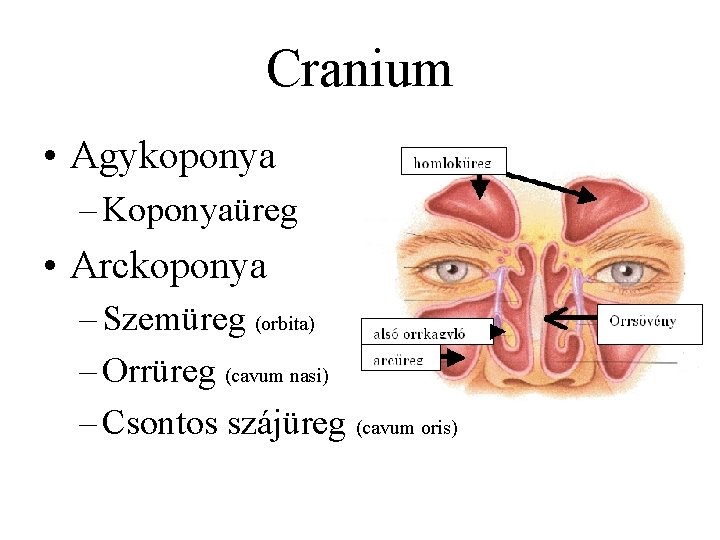 Cranium • Agykoponya – Koponyaüreg • Arckoponya – Szemüreg (orbita) – Orrüreg (cavum nasi)