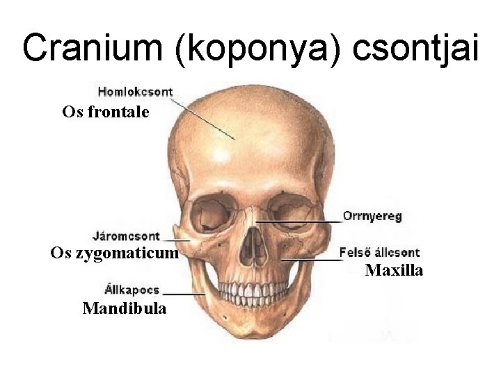 Cranium (koponya) csontjai Os frontale Os zygomaticum Mandibula Maxilla 