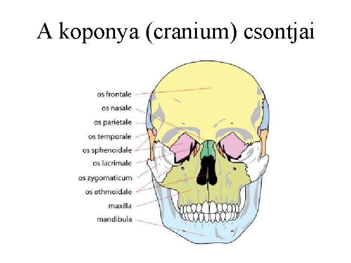 A koponya (cranium) csontjai 